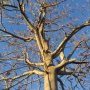 Paulownia à Vézenobres